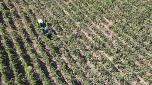 Fermes de campagne, raisins de vignoble, vue aérienne de la récolte des raisins avec tracteur