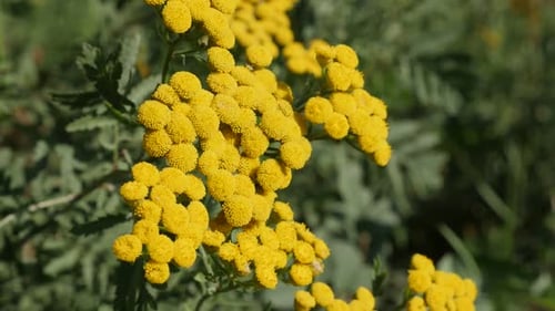 Close-Up of Yellow Flowers Blooming in Nature