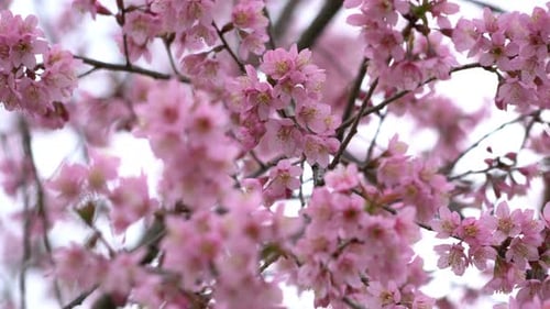 Pink Flowers Spring Season