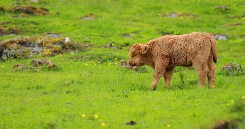 Highland Calf Grazing in a Green Field