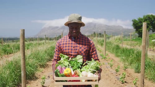 Smiling Farmer Holds Crate of Vegetables in Field