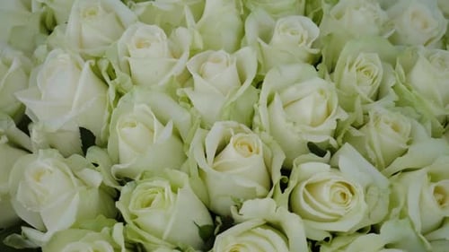 Beautiful White Roses