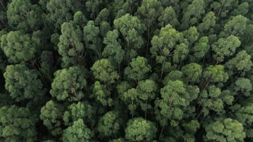 Tropical Forest Aerial