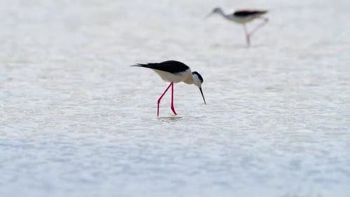 Small Bird in Shallow Water River or Lake An Animal in Its Natural Habitat Nature Wildlife Safari