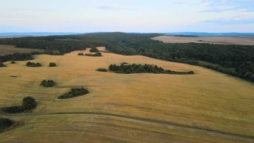 Aerial Landscape View of Yellow Cultivated Agricultural Field with Ripe Wheat on Bright Summer Day