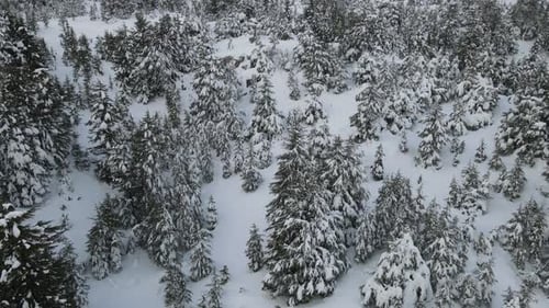 Aerial View of Snow-Covered Evergreen Forest in Winter