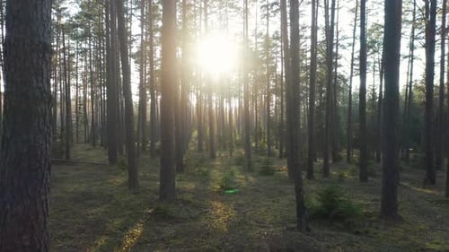 AERIEN : Le rayon du soleil traverse les arbres de la forêt et touche le sol des bois tendres