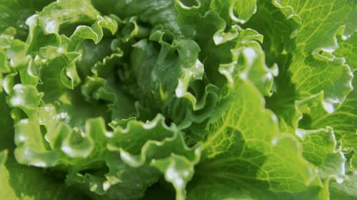 Fresh Green Lettuce Leaves Growing In Field