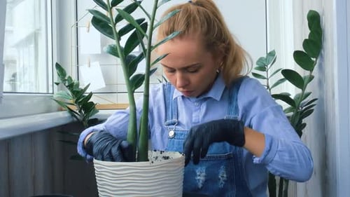 Woman Repotting Houseplant With Gloves Indoors