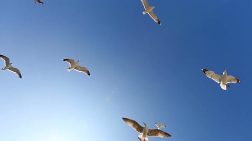 Many Seagulls Fly Against Blue Sky in Sunny Day