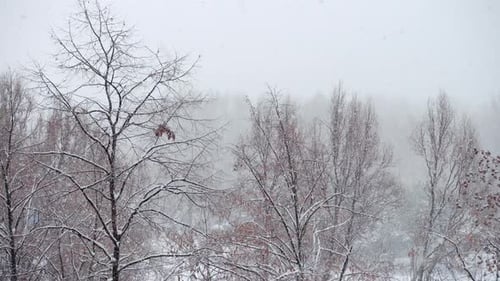 Gentle Snowfall on Bare Winter Trees