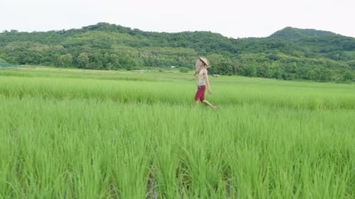 Asian Farmer Walking In Green Rice Field