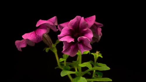 Purple Petunia Flower Blooming Time Lapse on Black