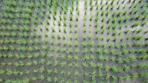 Aerial View of Green Rice Paddies