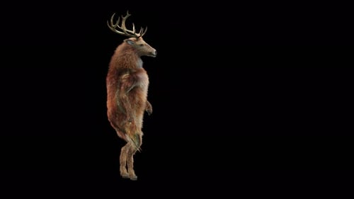 Animated 3D Deer Dancing on Hind Legs with Antlers