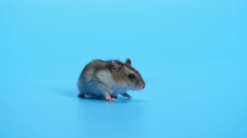Adorable Hamster Walking on Blue Background