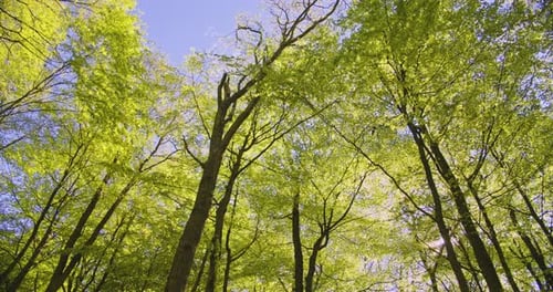 Bright Sun Glare and a Relaxing View of the Trees in a Denmark Forest