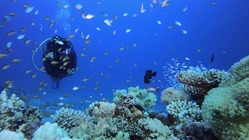 Colorful Fish Swim Near Thriving Coral Reef Underwater