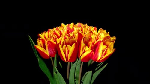 Close Up of Vibrant Red and Yellow Tulips