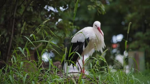 White stork in zoo looking to the camera