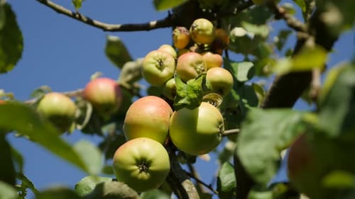 Tilt on red and green organic apple tree branch 4K 2160p UltraHD footage - Tilting on against two