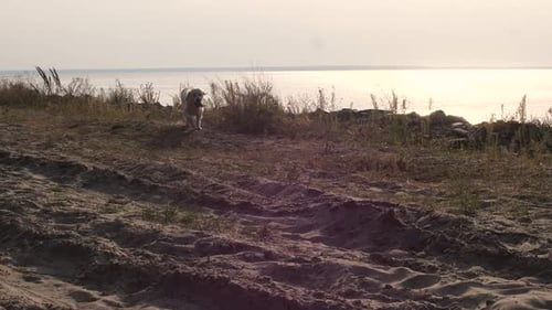 Cute Active Labrador Running on Sand of Seashore