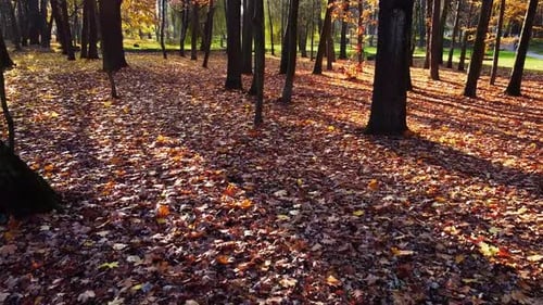 Autumn fallen leaves in the park.