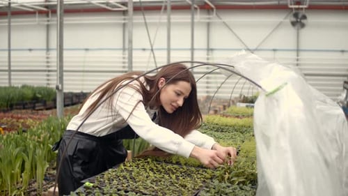 Young Woman Tending Seedlings in Bright Greenhouse