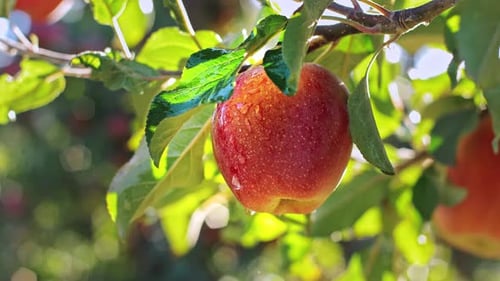 Feuchter roter Apfel im Apfelgarten