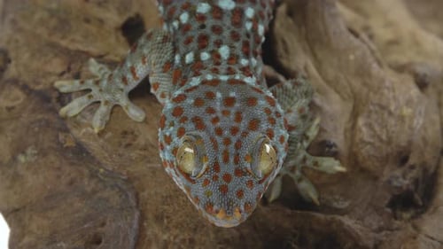 Tokay Gecko - Gecko gekko sobre gancho de madera sobre fondo blanco. De cerca