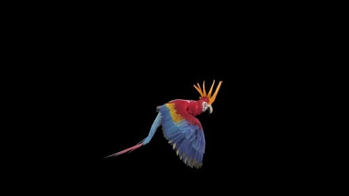 Realistic Flying Red Macaw Parrot Animation with Alpha Channel