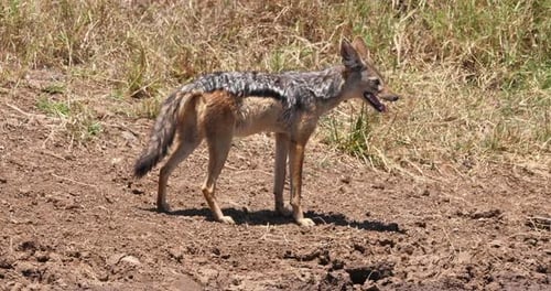 Jackal Standing on Mud in Grassy Environment
