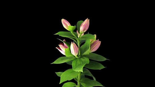 Pink Lilies Bloom on Black Background