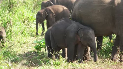 Elephants in Sri Lanka