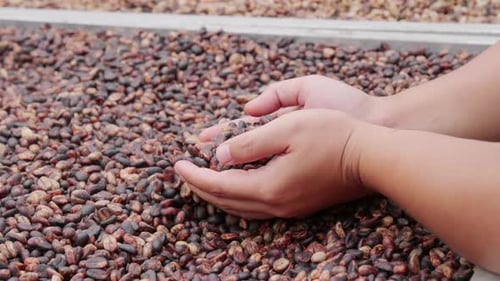 Woman Holds Handful of Raw Coffee Beans