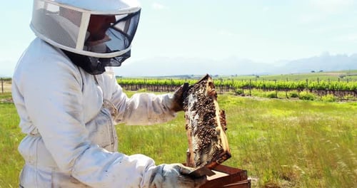 Beekeeper Inspecting Bees on Honeycomb in Rural Field