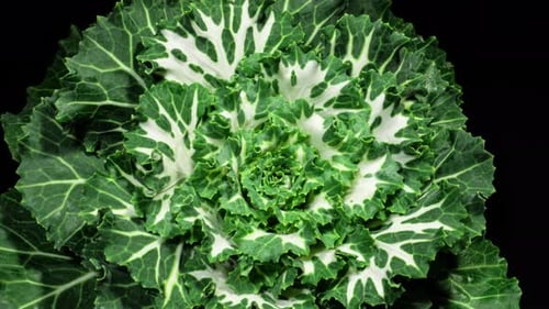 Lap de temps : une rosette de Brassica biologique grandit