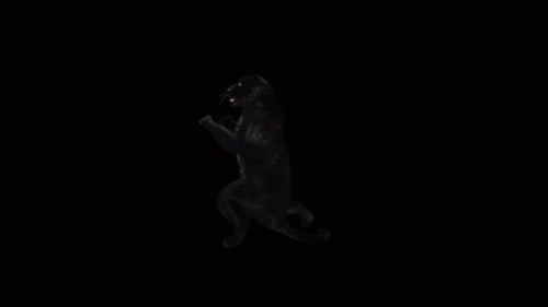 Panther Dancing 4K