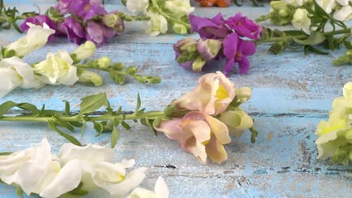 Beautiful Snapdragons Displayed on Blue Wooden Surface