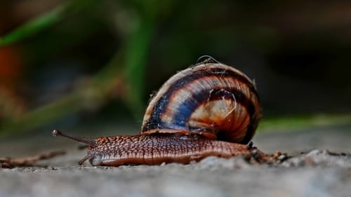 Snail Crawling in Nature Close Up