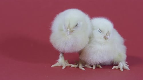 Two Yellow Chicks Standing Together on Red