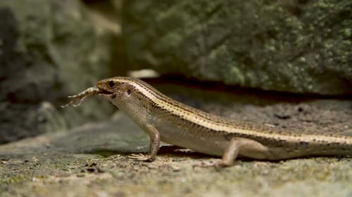 Grenouille mangeuse de