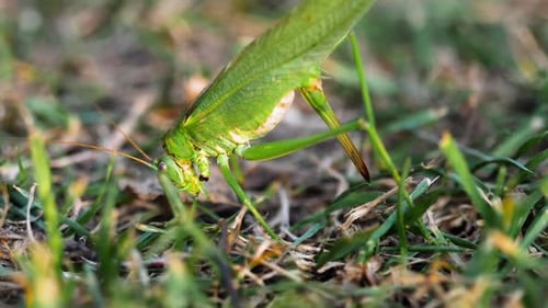 La femelle Big Green Locust pond des œufs