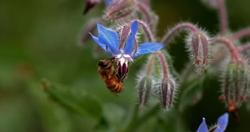 European Honey Bee, apis mellifera, Bee Booting a Borage Flower, Pollination Act, Normandy