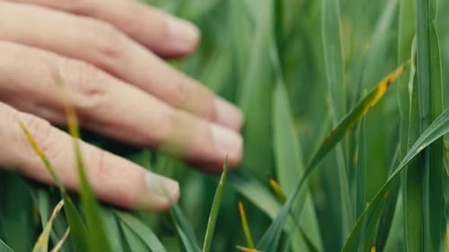 Hand Gently Touching Green Grass in Field