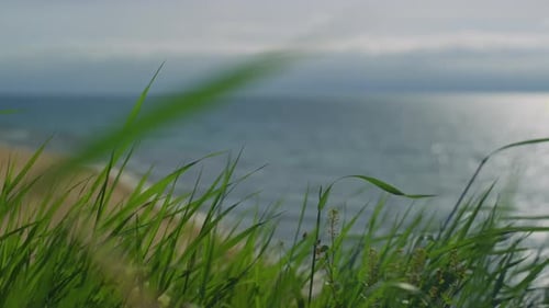 Green Grass Moving Wind Breeze on Sea Beach