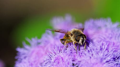 Fly Pollinating a Purple Flower in Extreme Close-up