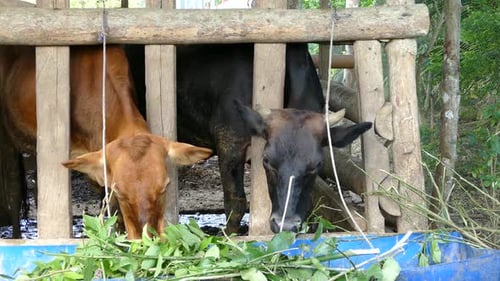 Two cows switching from eating place at a farm