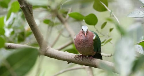 Grey bird with green wing on tree branch