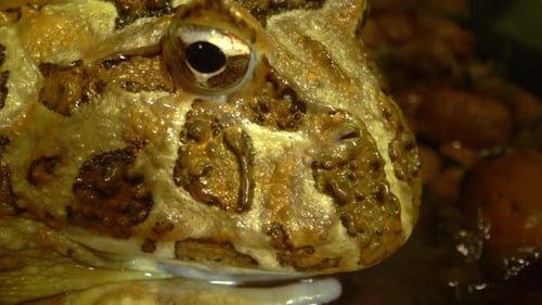 Argentine Horned Frog or Pac-man Frog - Ceratophrys Ornata. Close Up. Macro Shot